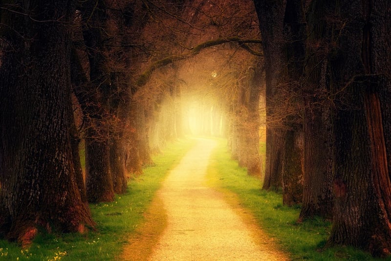 Fantasy Forest
